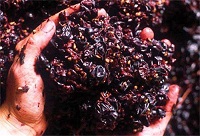 ���ѾƵĿ�����Դ�����Ό�