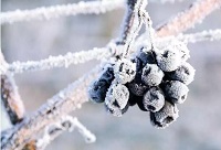 �}�}��ѩ�����ѾƵ��Pϵ